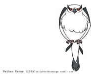 Black Shouldered Kite