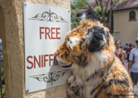 Free Sniffing