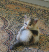 Pish Posh on my Persian Rug