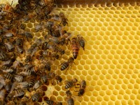 Save the queen!
