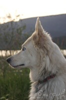 Dusk on the Dikes III