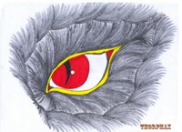 The eye