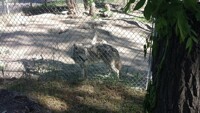Zoo pics #13: Wolves!