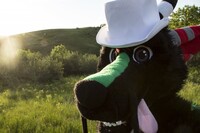 He's doing it on purpose!