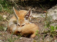 Fennec - 8