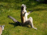 Lemur - 33