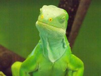 Brachylophus fasciatus - Fidschi Leguan