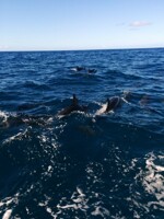 Spinner Dolphin Pod