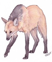 Maned Wolf
