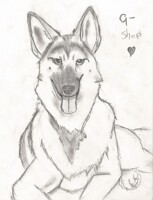German Sheppard 