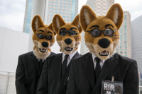 AC2014 - Dingos Down Under