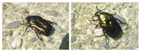 Rose chafer alt color