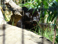 I See You!