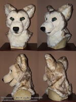 Brown and Cream Husky