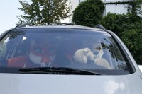 EuroFurence 20  CSI-Berlin - Motorfurs 2