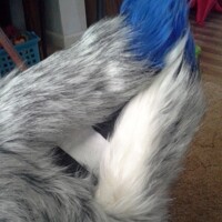 chevvron ear details