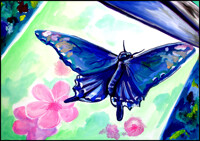 Butterfly Illustration
