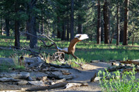 Wood Raptor