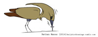 Hamerkop