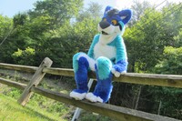 fence