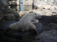 Polarbear
