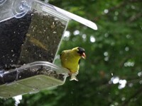 SEEDS Nom nom