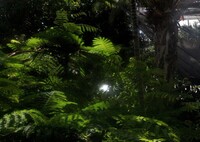 Rainforest Foliage