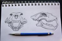 Lion Skull