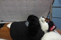 ~Rest in peace Hollyfox