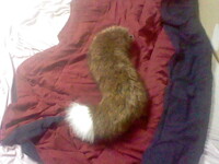 My New Tail