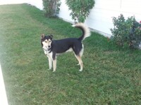 Look at dat monster floofs tail! LOOK AT IT!!!