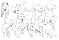 wolfs