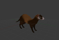 Ferret model