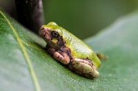 Bird-Voiced Tree Frog