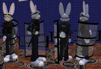 SWAT Rabbit