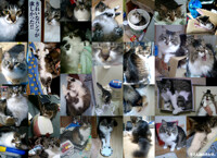 My cat 牛(Usi-Cow)