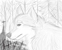 wolf in wood