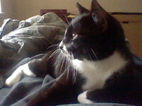 Tennessee, my cat