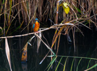 Kingfisher