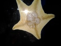 starfish butt