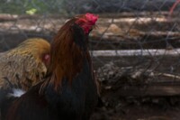 Rooster 01
