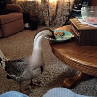 Is This My Plate?