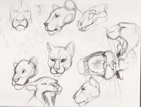 Big cat sketch study prt 1