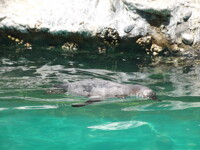 Dead Mans Float - Penguin Style