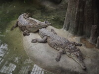 Love Crocs