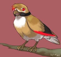 birdy bird is birdy