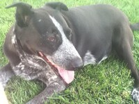 My Real Dog