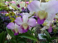 nursery