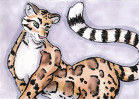 Clouded Leopard ACEO