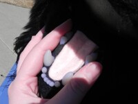 Hand Size Comparison